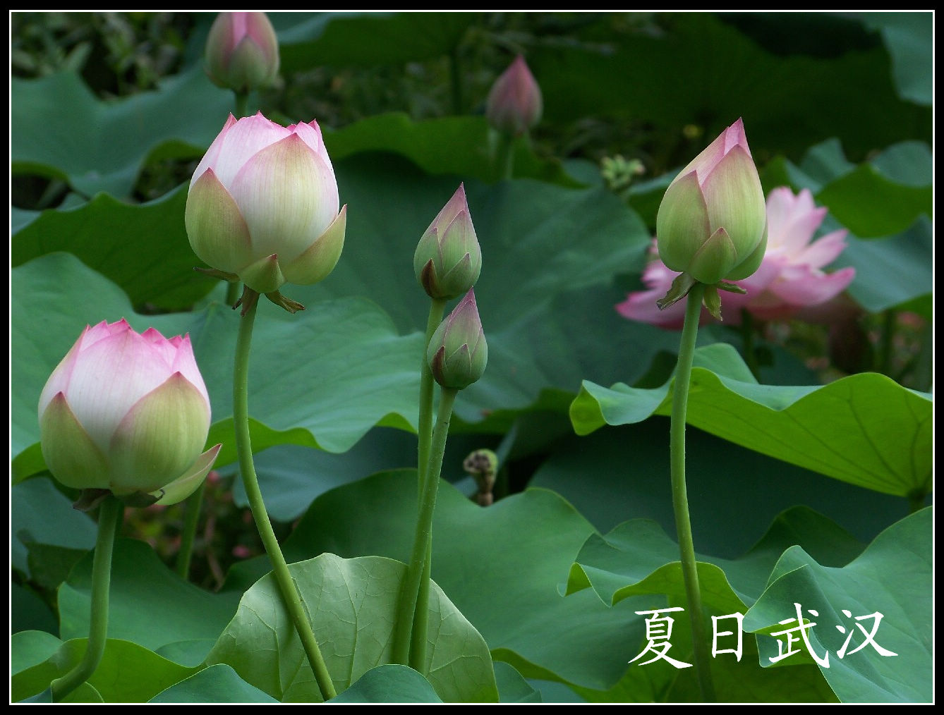 20100703bŹ԰ɻ (36).jpg