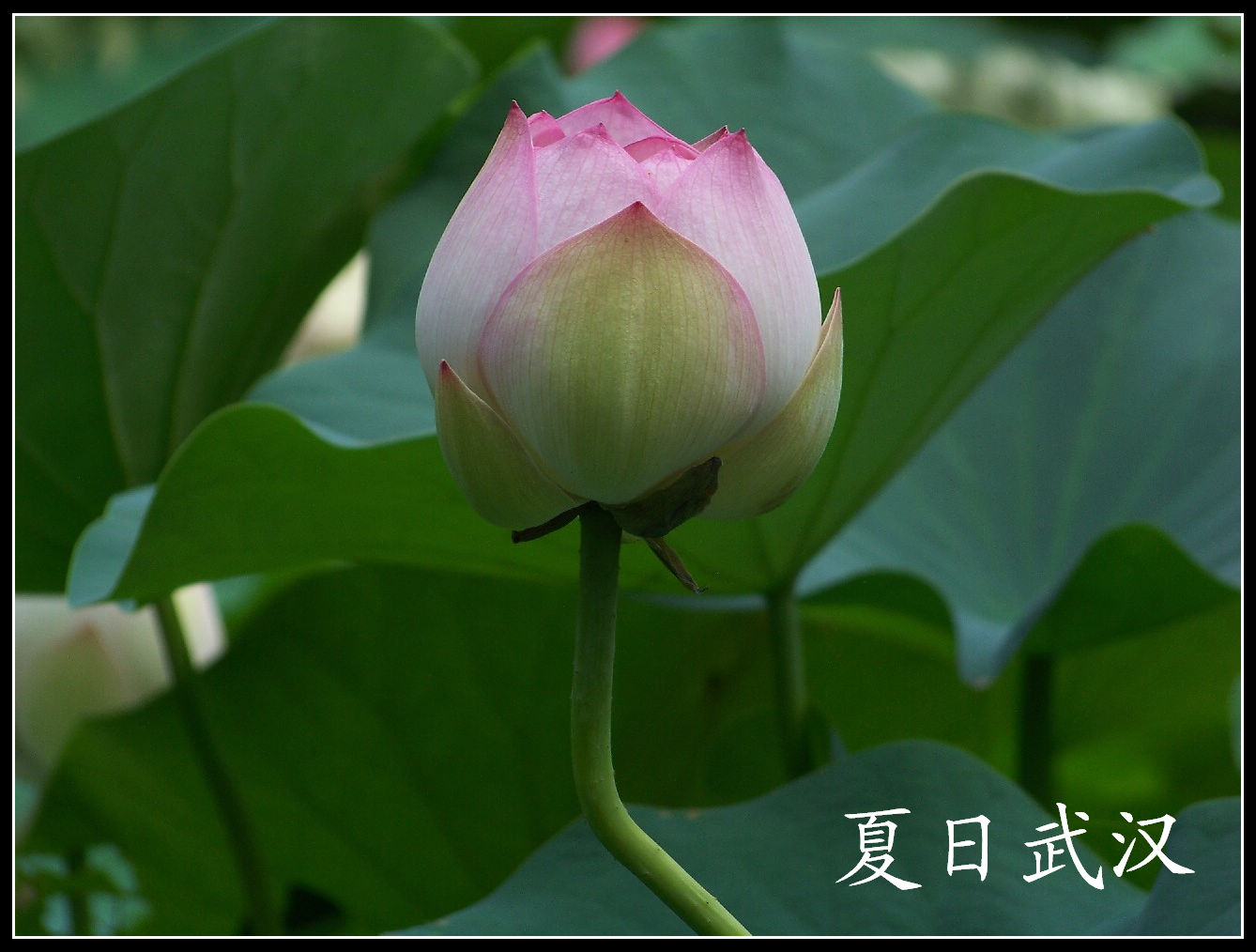 20100703bŹ԰ɻ (40).jpg