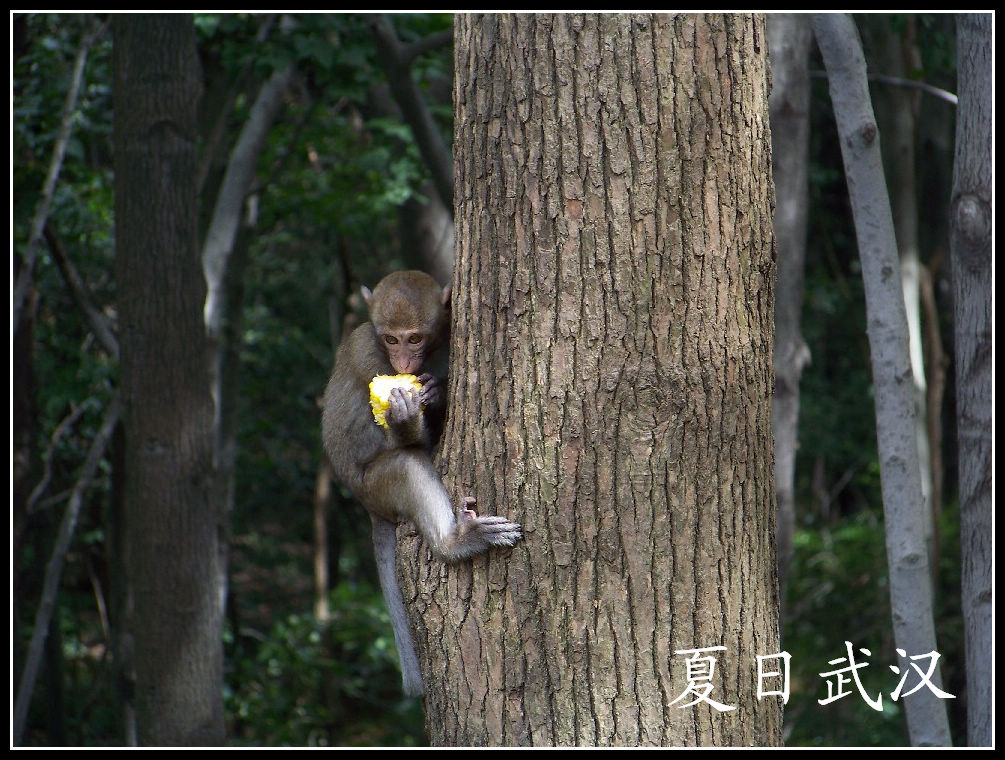 20100717hɽɭֹ԰ɽ (20).jpg