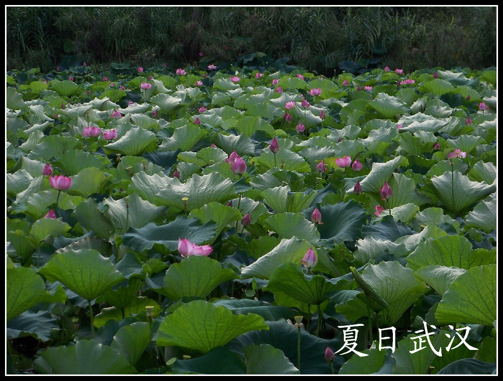 20100717kѾ-ʪع԰ (98).jpg