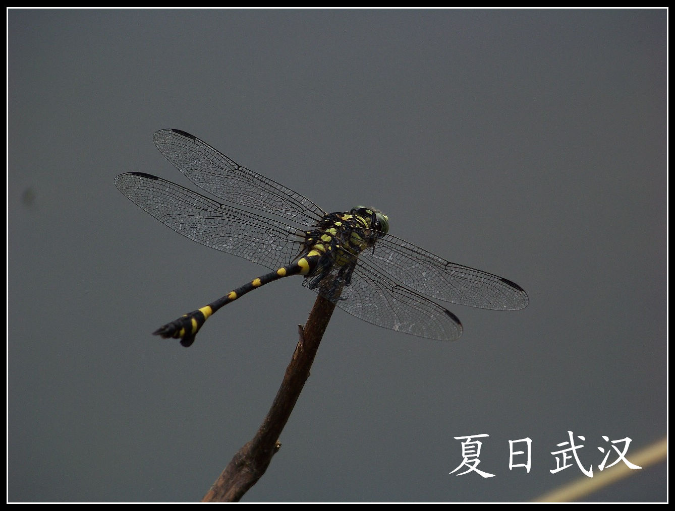 20100717cɽɭֹ԰ɫ (38).jpg