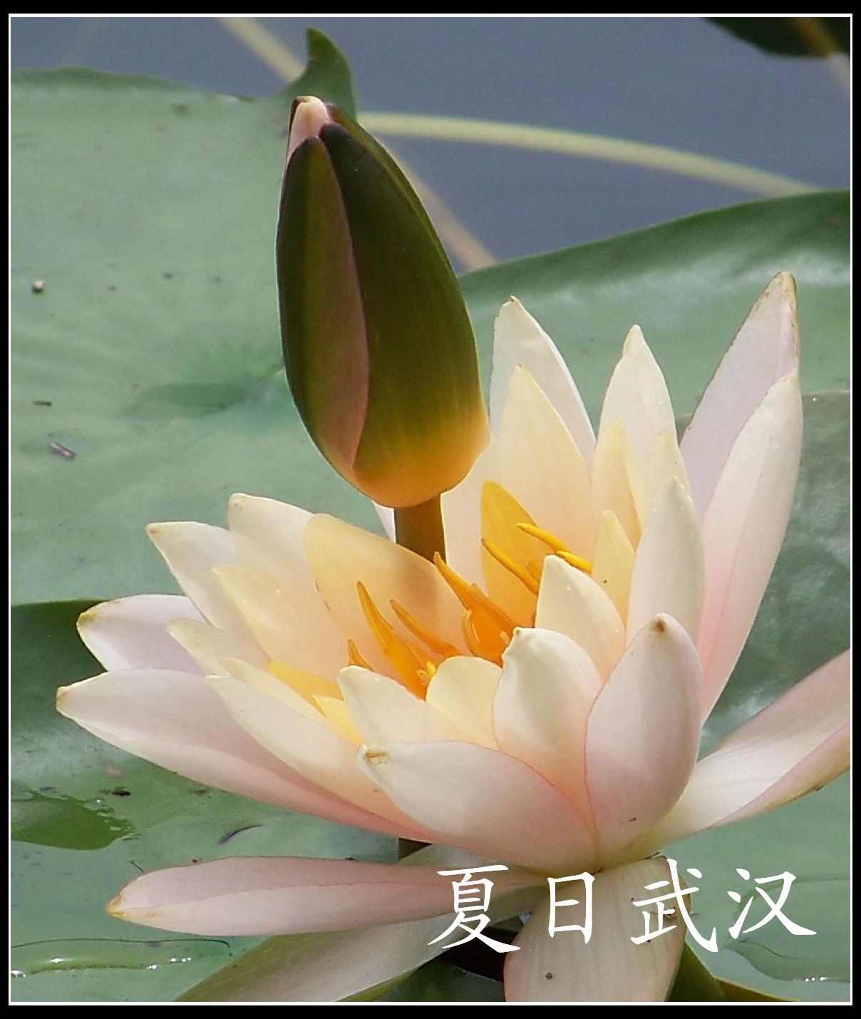 20100717cɽɭֹ԰ɫ (53)x.jpg