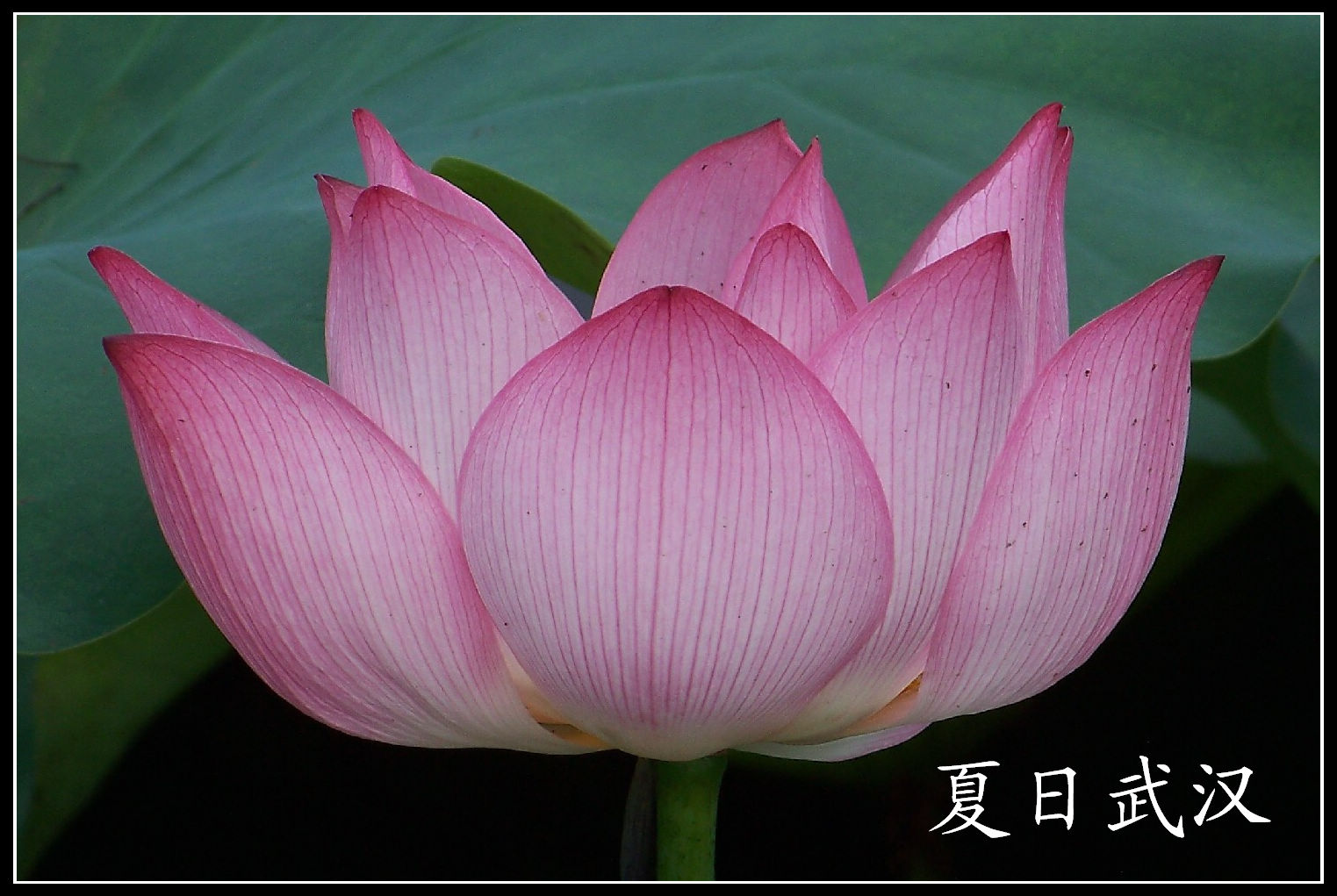 20100717eɽɭֹ԰ɻ (28)ͺɻx.jpg