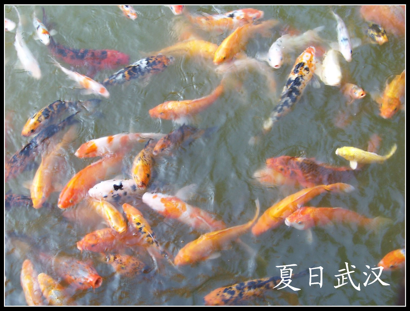 20100725人԰d (17).jpg