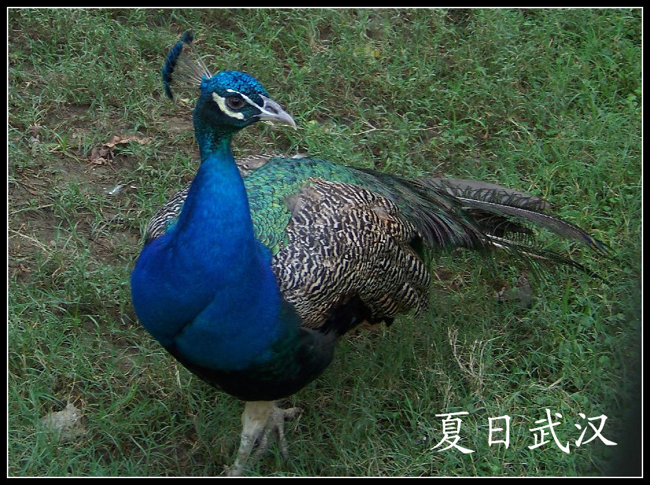 20100725人԰hȸ (18)x.jpg