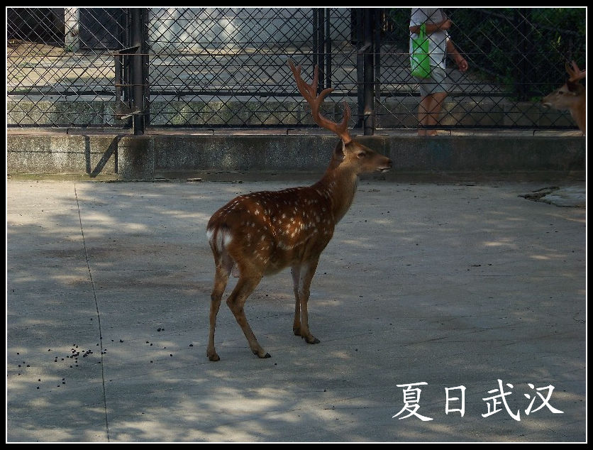 20100725人԰j÷¹  (11).jpg
