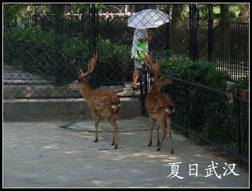 20100725人԰j÷¹ (12).jpg