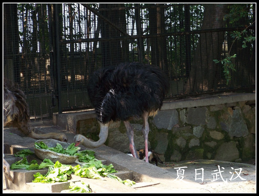 2010��0725�人����԰k�������� (15).jpg