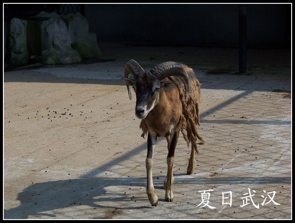 2010��0725�人����԰lŷ������ (13).jpg