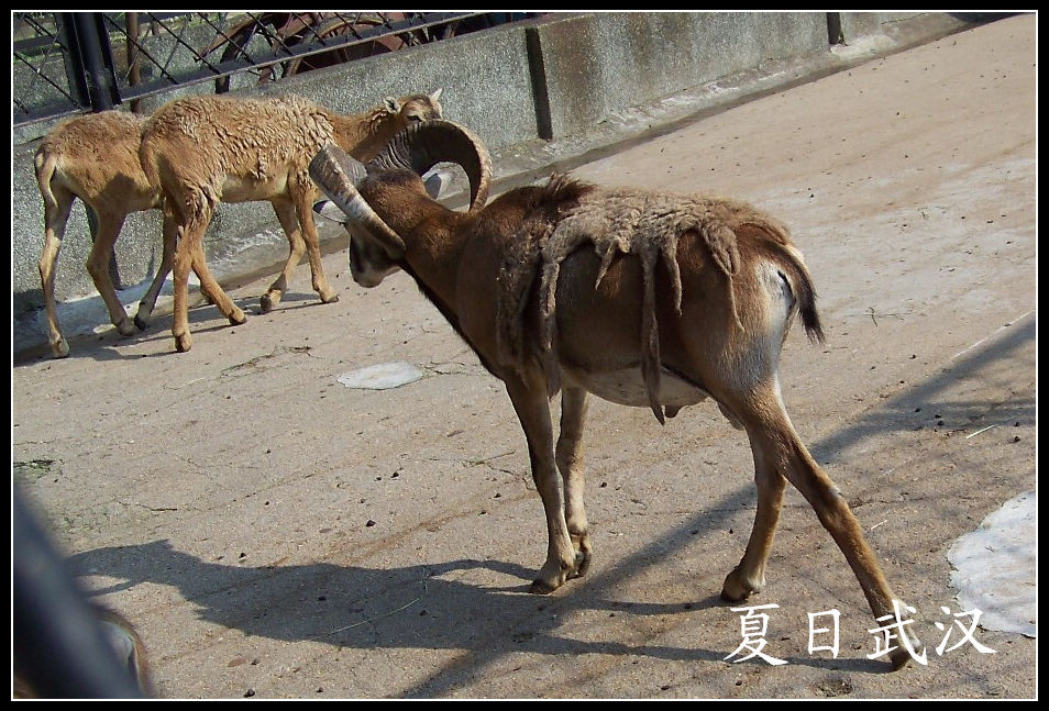 2010��0725�人����԰lŷ������ (14)x.jpg