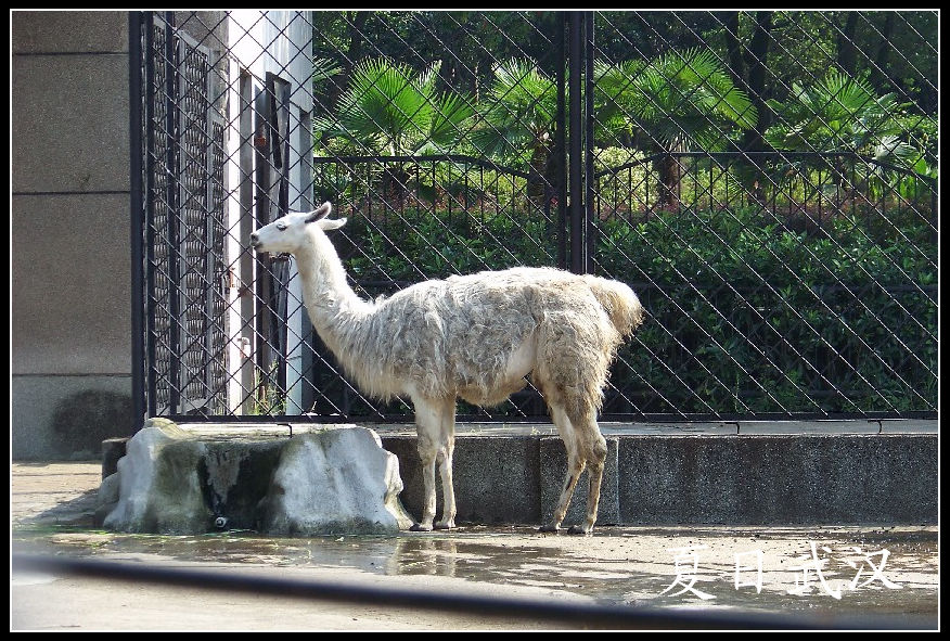 2010��0725�人����԰l���� (12).jpg