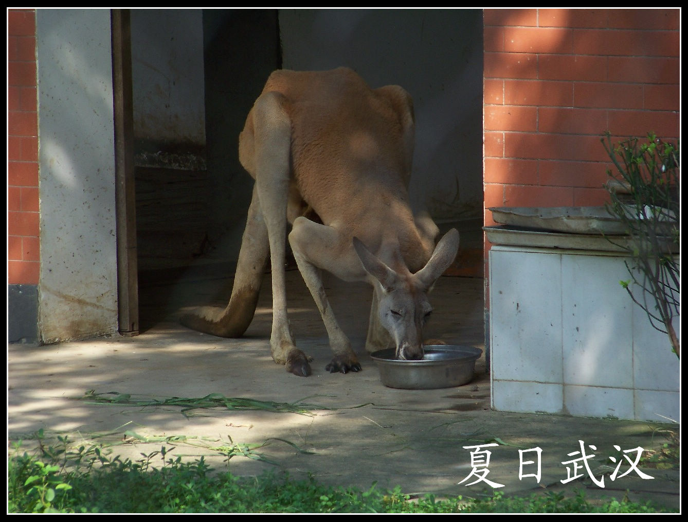 2010��0725�人����԰m������ (12).jpg