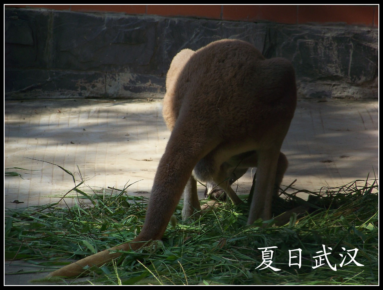 2010��0725�人����԰m������ (15).jpg