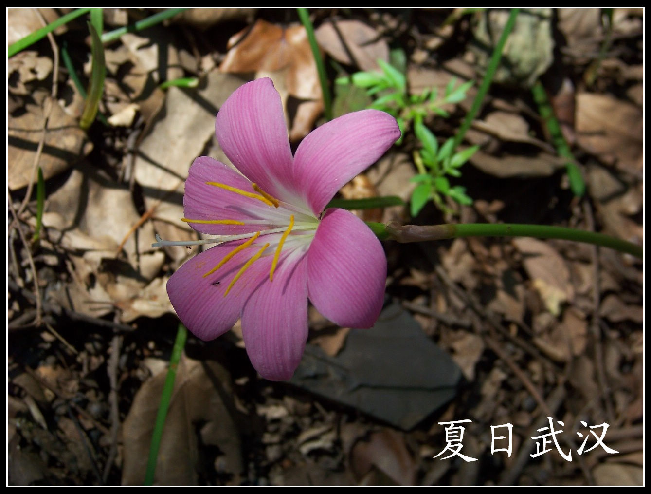 2010��0725�人����԰m���� (21).jpg