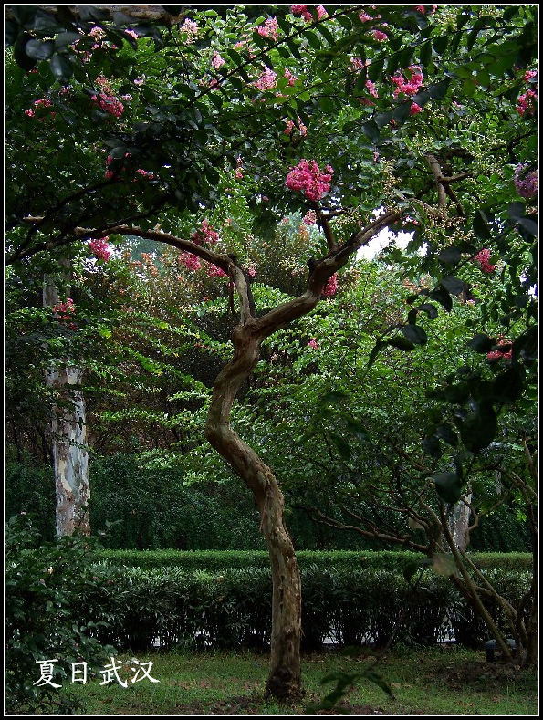 20100807ɽ԰bޱ (33)ޱ.jpg
