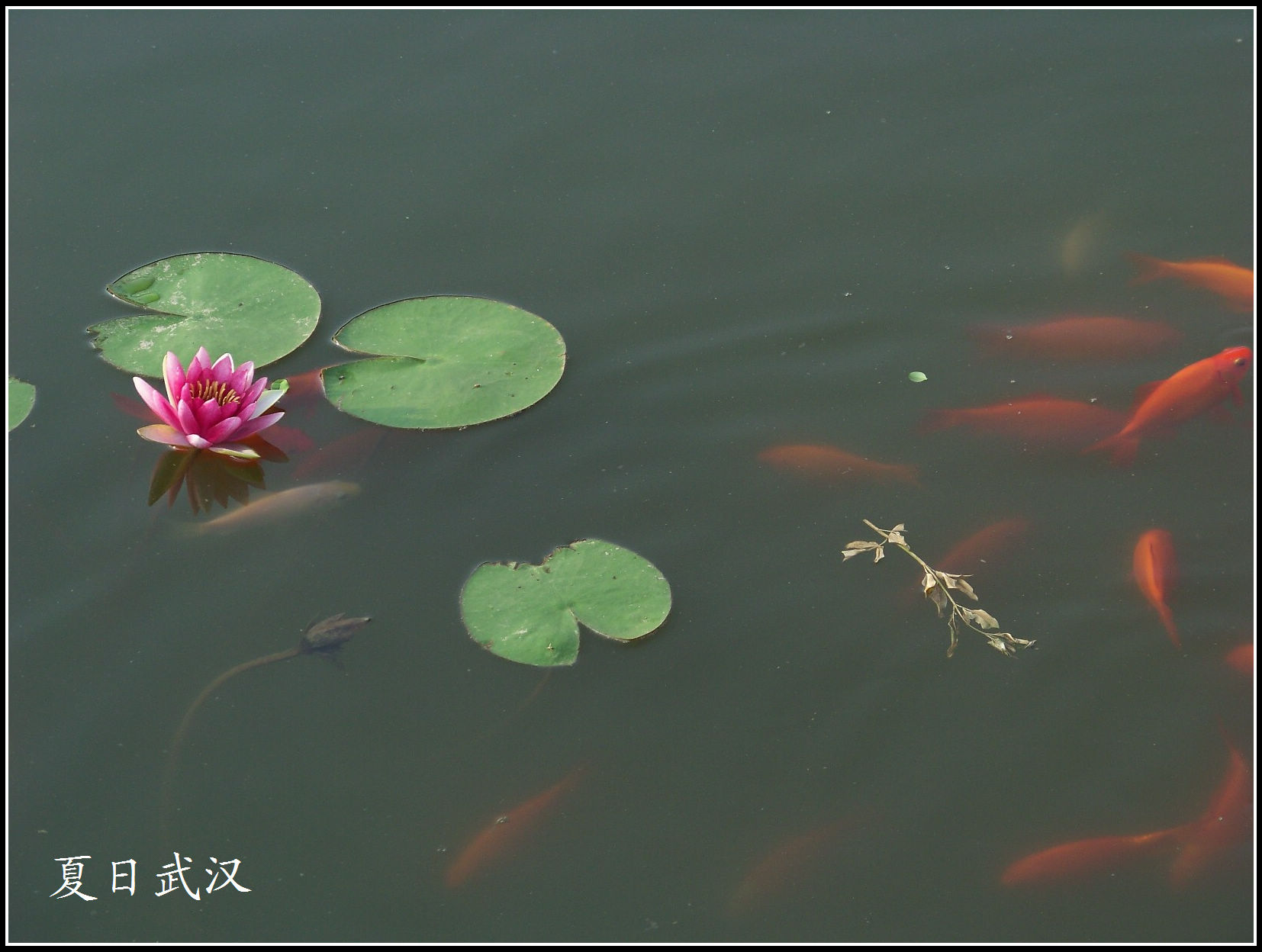 20100814j̲ (36).jpg