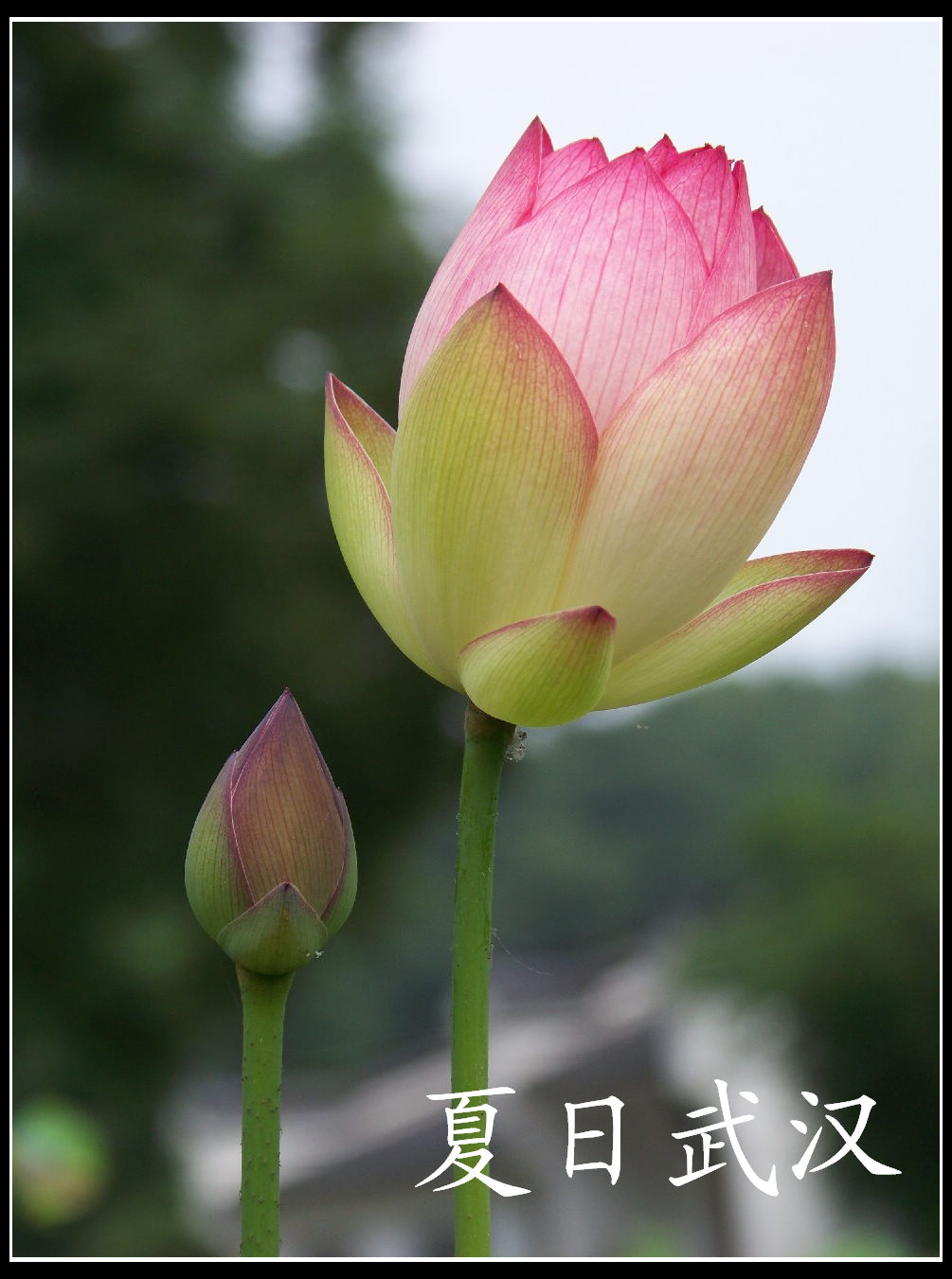 20100614ĥɽdˮֲ-ɻ (16).jpg