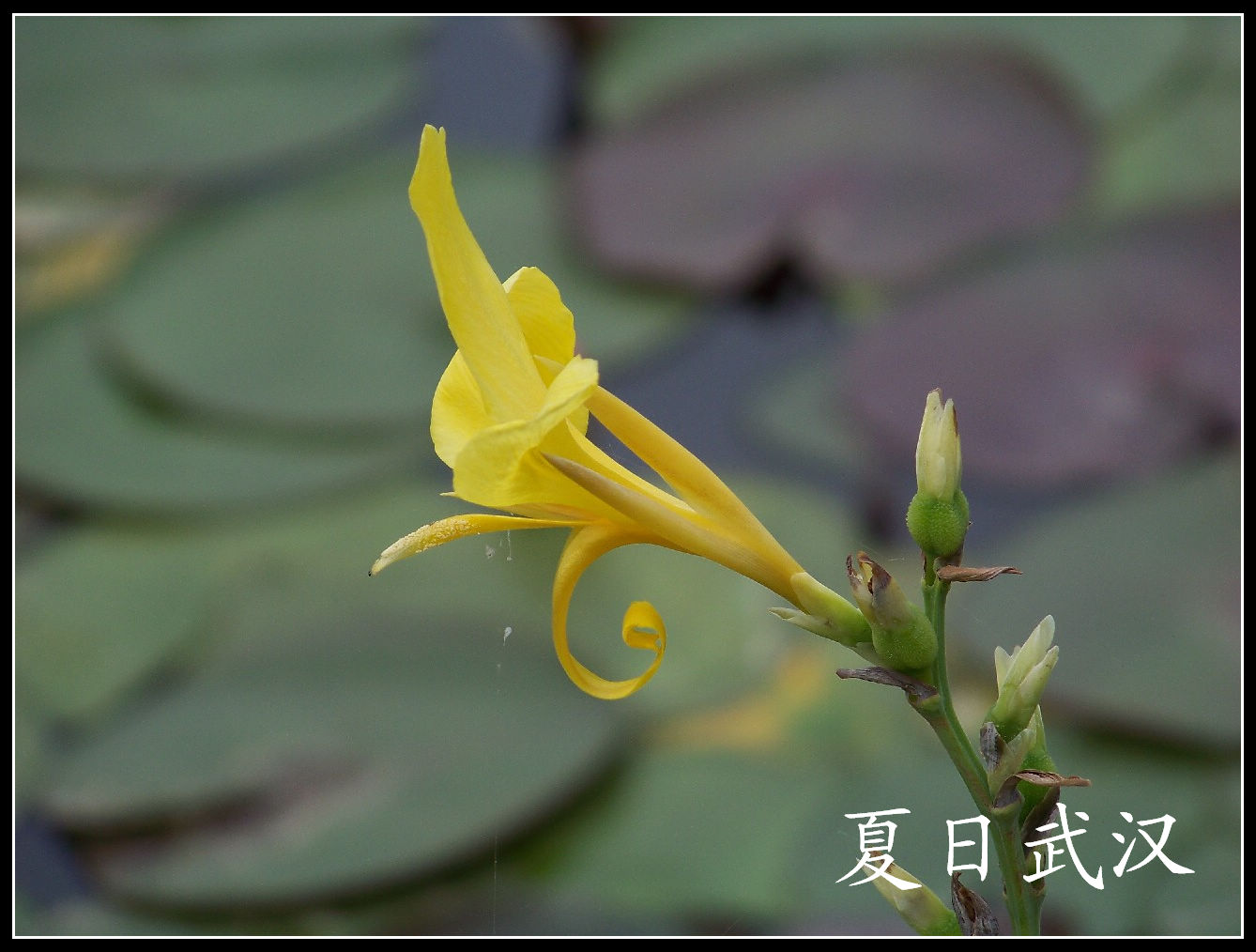 20100614ĥɽfˮֲ (15).jpg