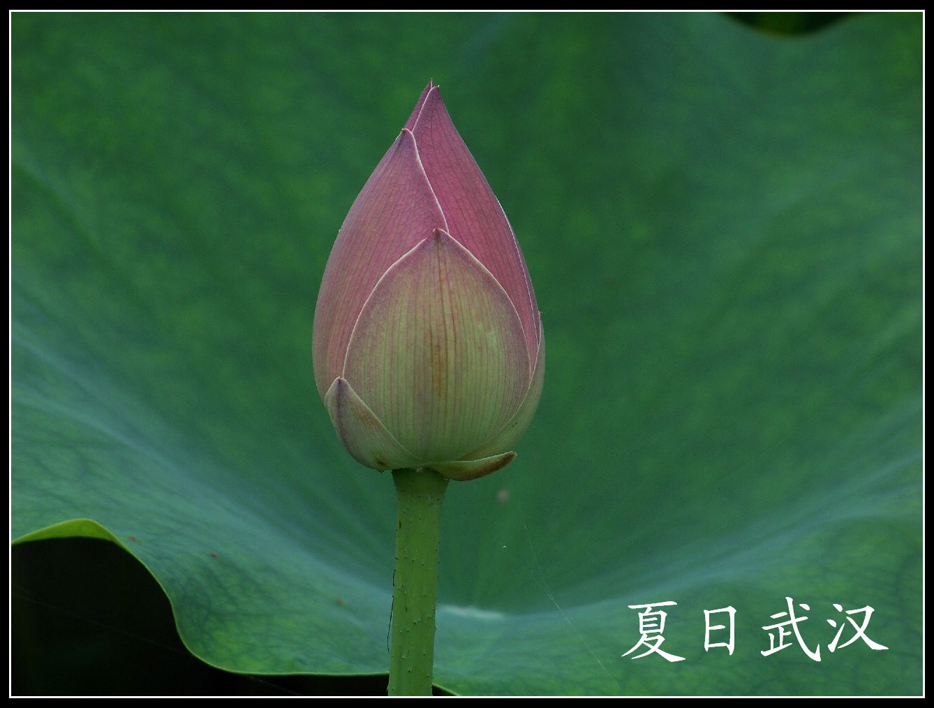 20100614ĥɽjˮֲ-ɻ (25).jpg