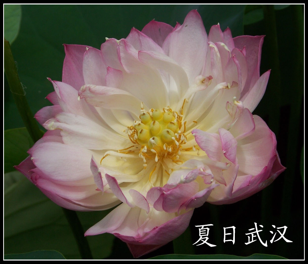 20100718s԰aɳ (24)x.jpg