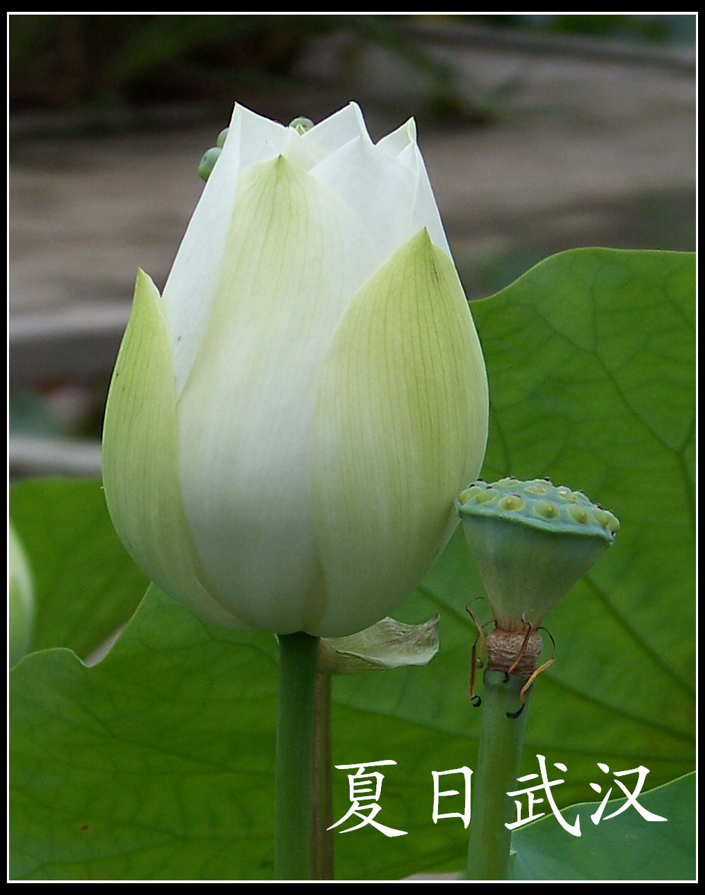 20100718s԰aɳ (67)x.jpg