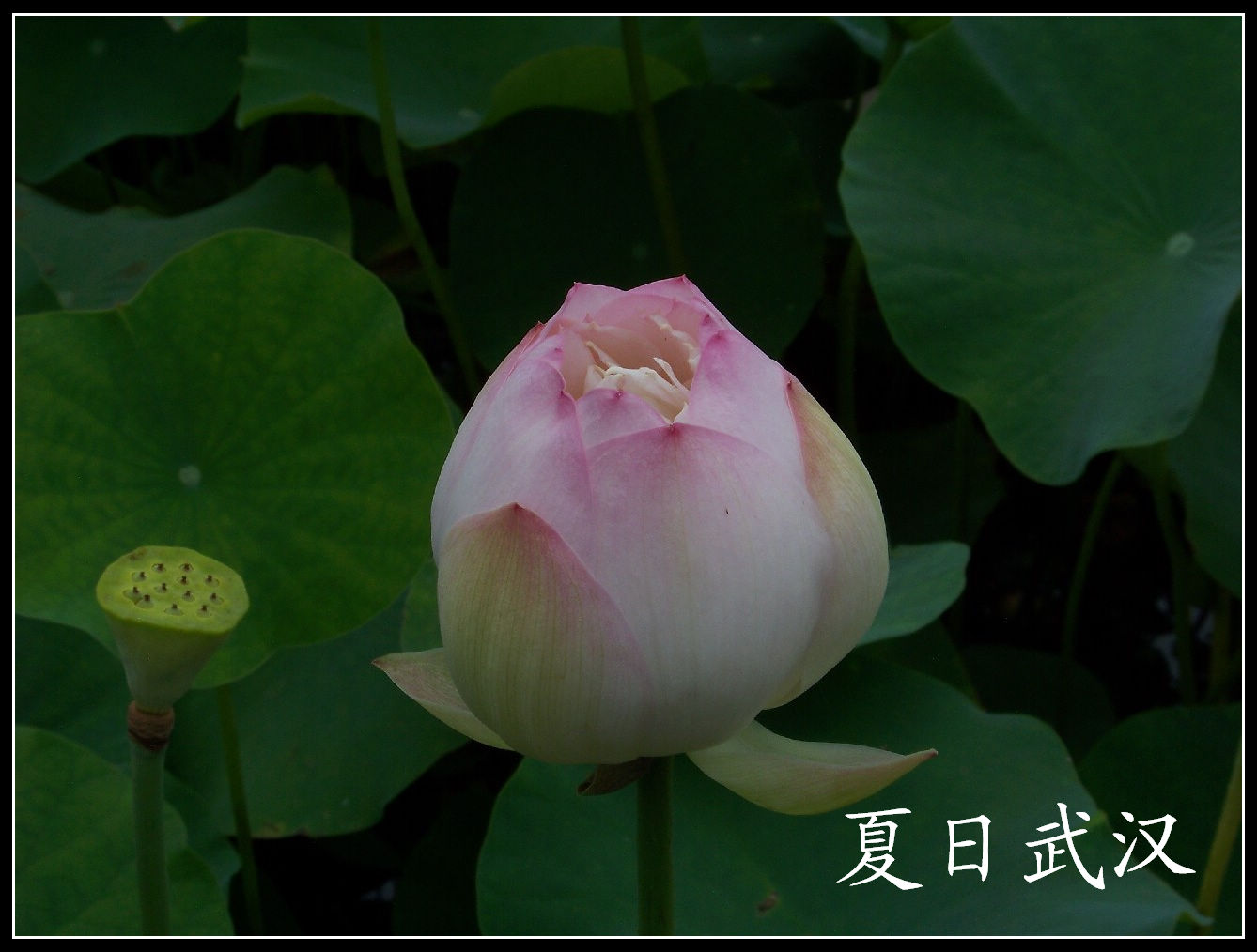 20100718s԰aɳ (72).jpg