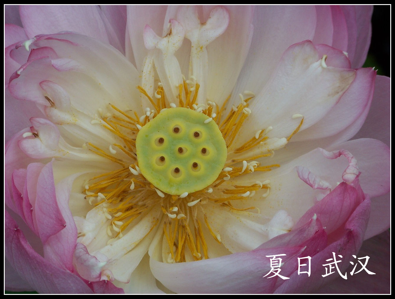 20100718s԰aɳ (81).jpg