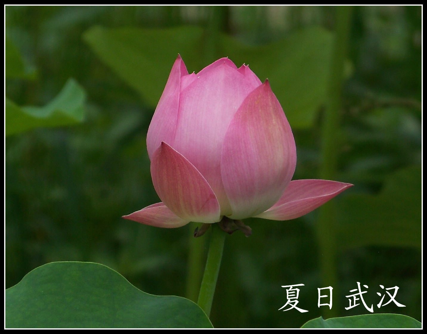 20100718s԰aɳ (95)x.jpg