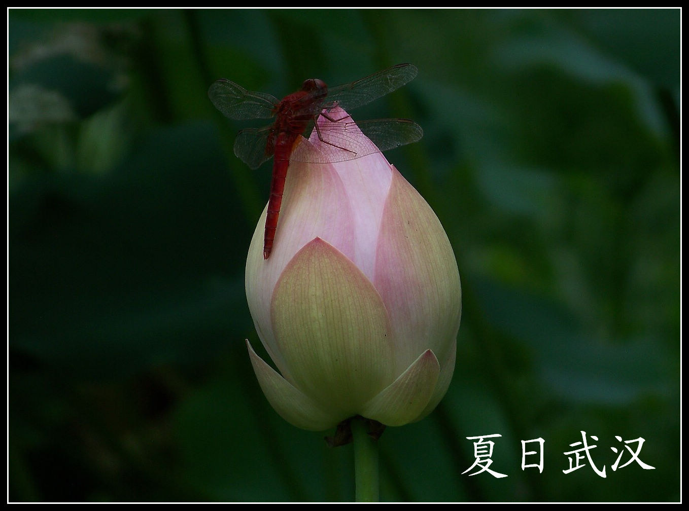 20100718s԰bɳ (16)x.jpg