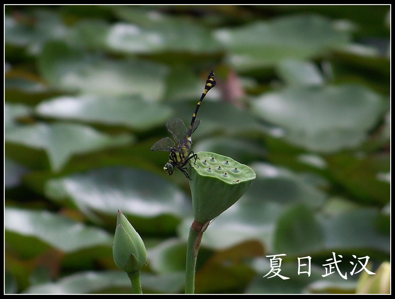 20100718w԰-˯-ˮֲ (15)ѵ.jpg
