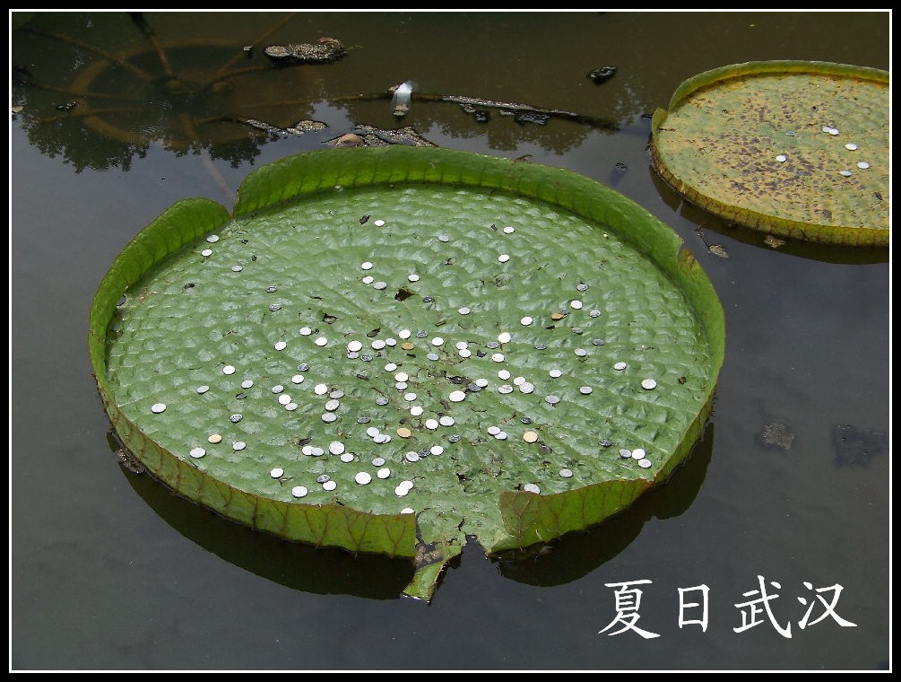 20100718w԰-˯-ˮֲ (18).jpg