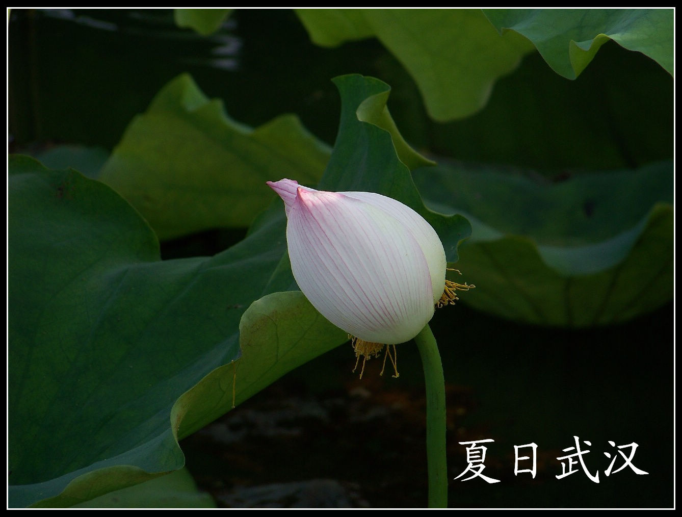 20100701̨Ļgɻ (46).jpg