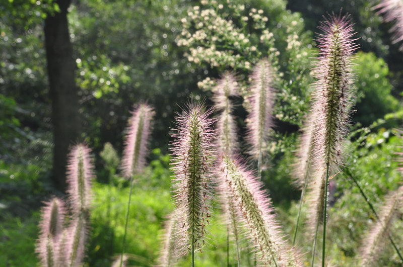 dsc_0292.jpg