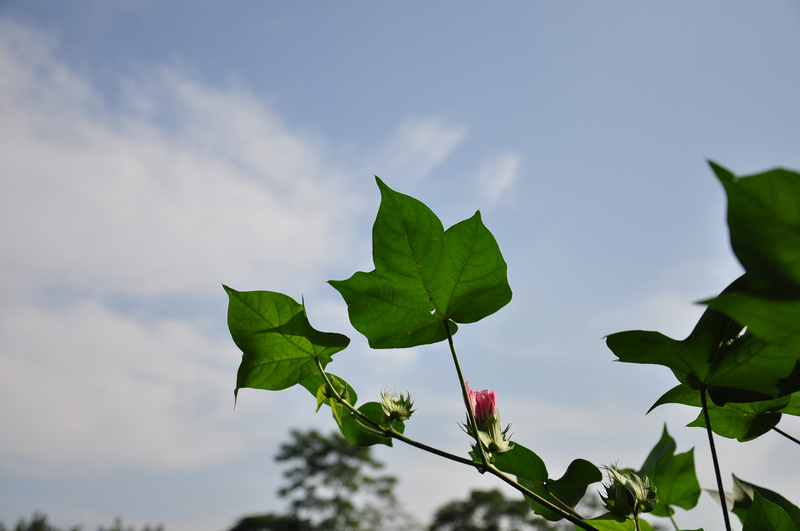 dsc_0330.jpg
