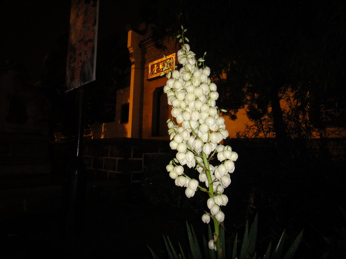 dsc03083.jpg