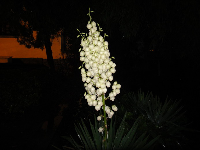 dsc03082.jpg