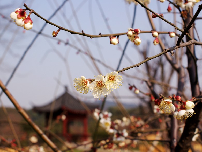 dsc01213_conew1.jpg