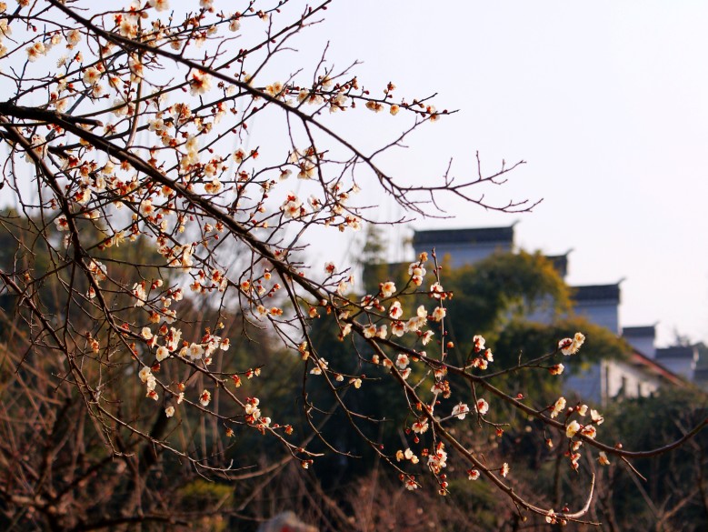 dsc01168_conew1.jpg