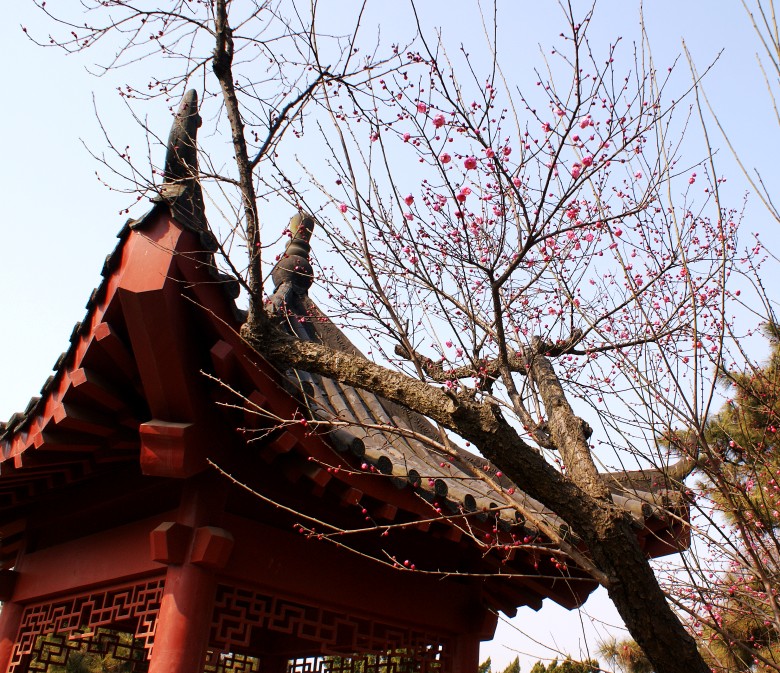 dsc01200_conew1.jpg