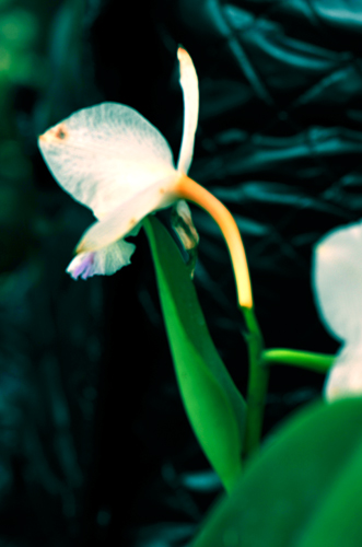 _dsc4418a.jpg