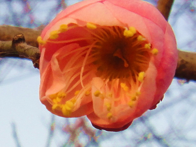 dsc00601.jpg