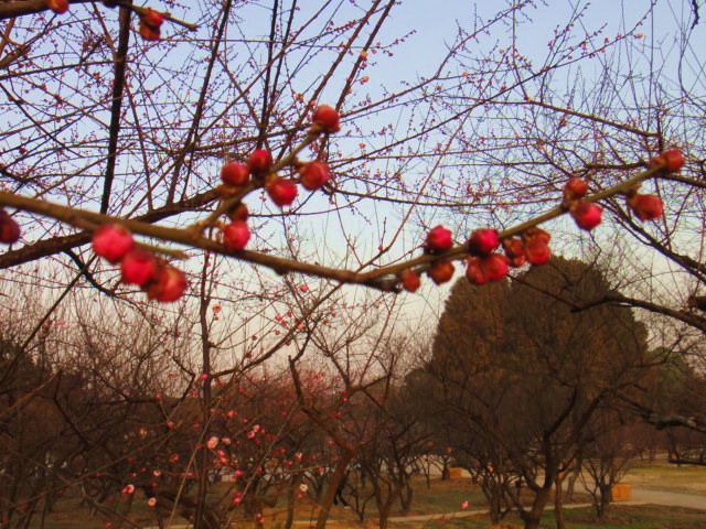 dsc00600.jpg