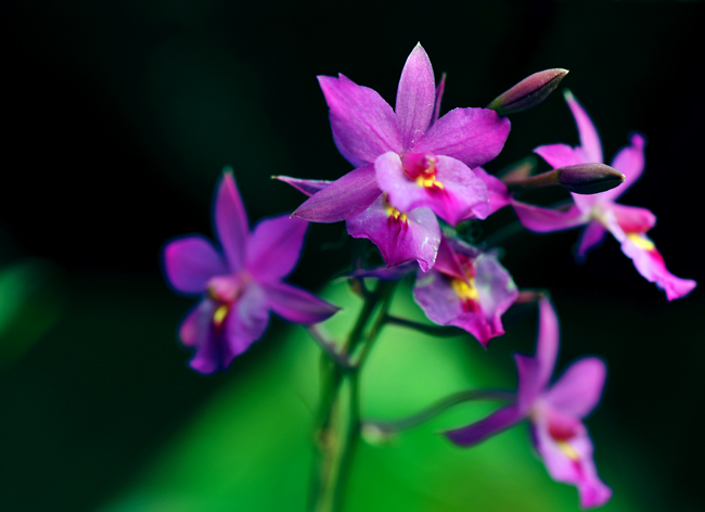 _dsc4453a.jpg