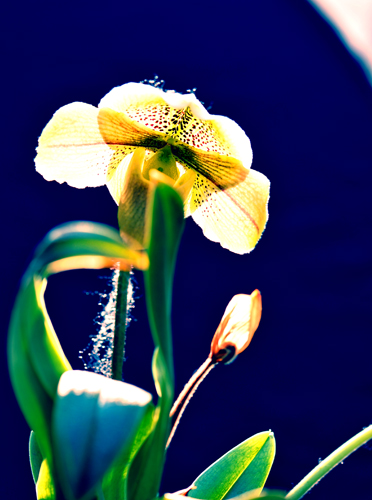 _dsc4461a.jpg