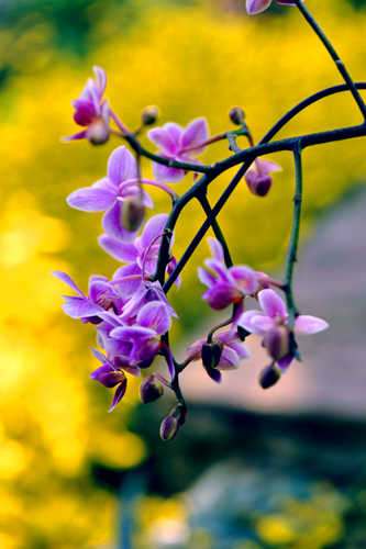 _dsc4468a.jpg