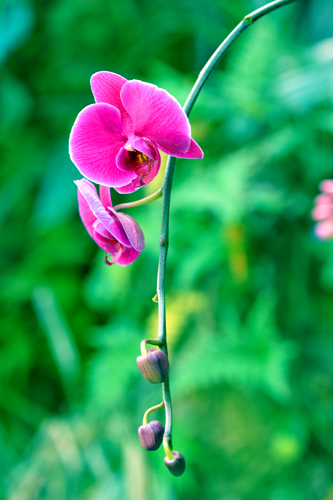 _dsc4504a.jpg