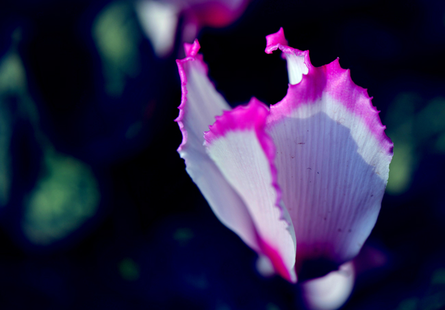 _dsc4543a.jpg