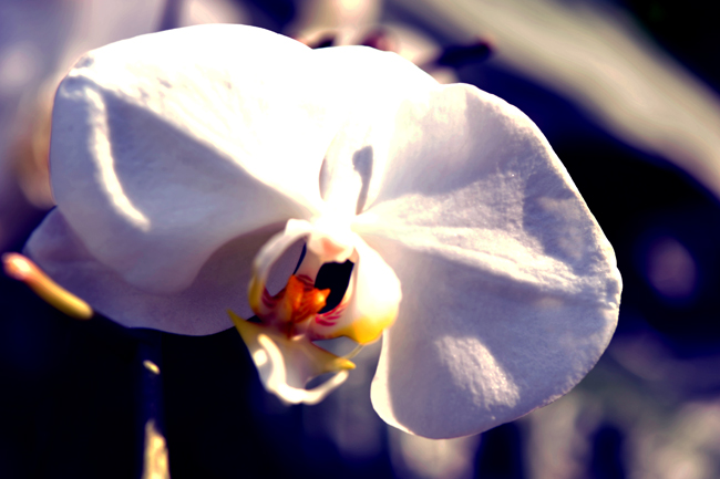 _dsc4560a.jpg