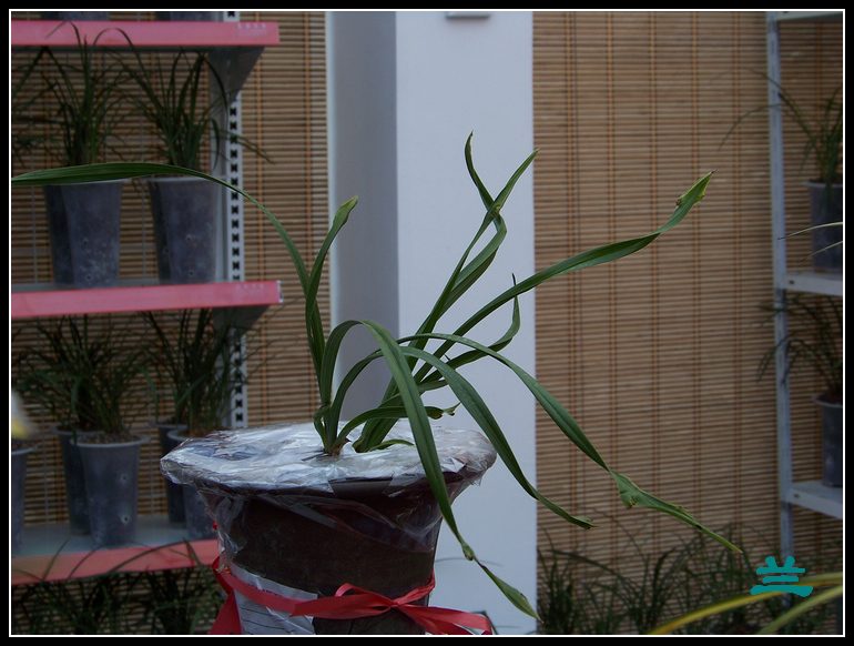 20101231hŹ԰԰ (25)˫.jpg