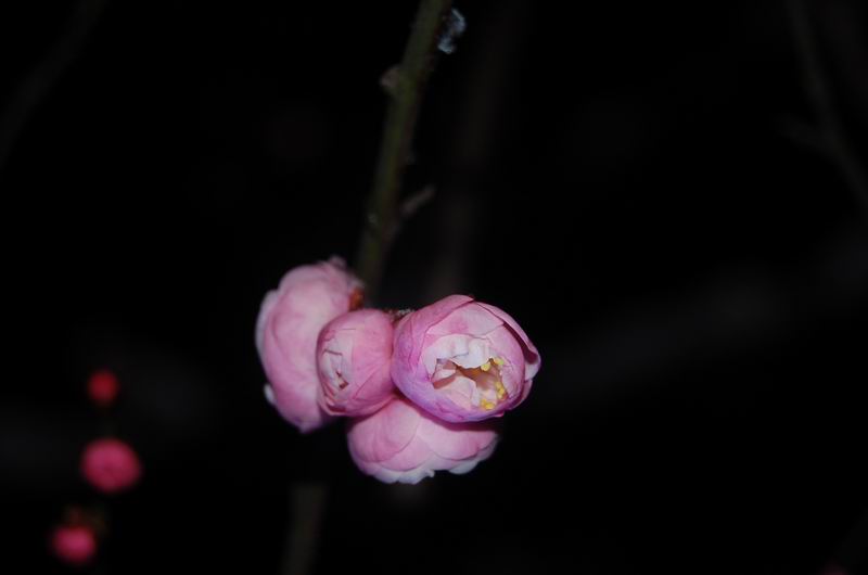 С dsc_0084.jpg